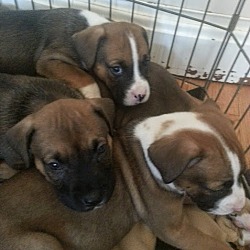 Thumbnail photo of Boxer/Shep pups!ADOPTED! #2