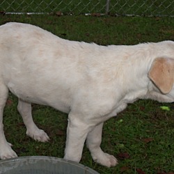 Thumbnail photo of Labrador Retriever mix puppies #3