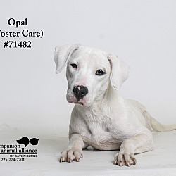 Thumbnail photo of Opal  (Foster Care) #1