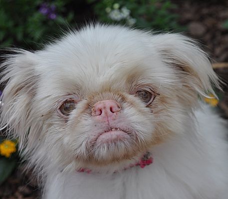 Albino pekingese hot sale for sale