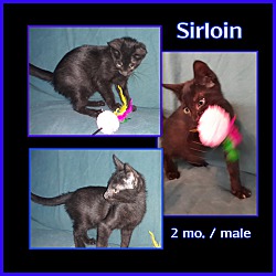 Thumbnail photo of Sirloin #1