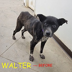 Thumbnail photo of WALTER #4