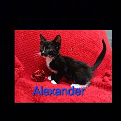Photo of Alexander
