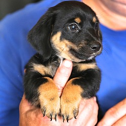 Thumbnail photo of Emily Dickinson~adopted! #4
