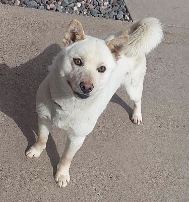 Chippewa Falls Wi Shiba Inu Meet Sparkie A Pet For Adoption