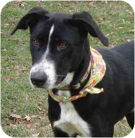 Puppies Great Dane Border Collie Mix - Anna Blog