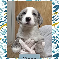 Photo of Cinna