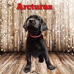 Photo of Arcturus