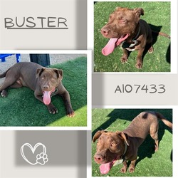 Photo of BUSTER
