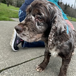 Renton, WA - Cocker Spaniel. Meet Mimi a Pet for Adoption - AdoptaPet.com