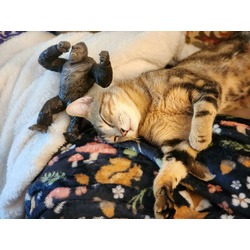Thumbnail photo of Kit Cat #4