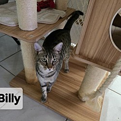 Thumbnail photo of Billy #2