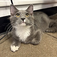 adopt a pet