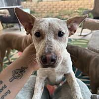 adopt a pet