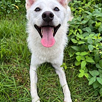 adopt-pet