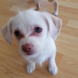 Thumbnail photo of Bea - Puppy! #1