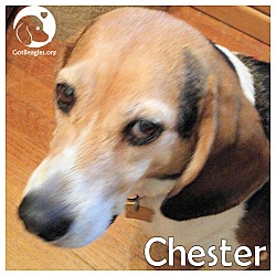 Thumbnail photo of Chester #1