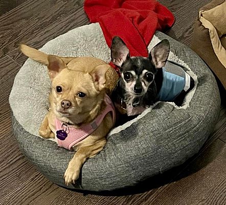 Bucks County, PA - Chihuahua. Meet Khlo (bonded with Lucky) a Pet for ...