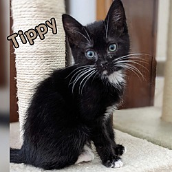 Photo of Tippy