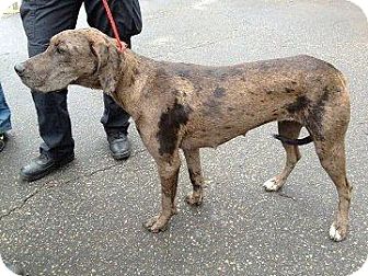 catahoula great dane mix