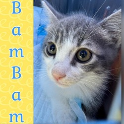 Thumbnail photo of Bam Bam #1