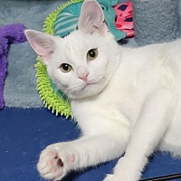 adopt a pet