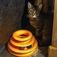 adopt a pet