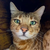 adopt-pet