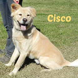 Thumbnail photo of Cisco #1