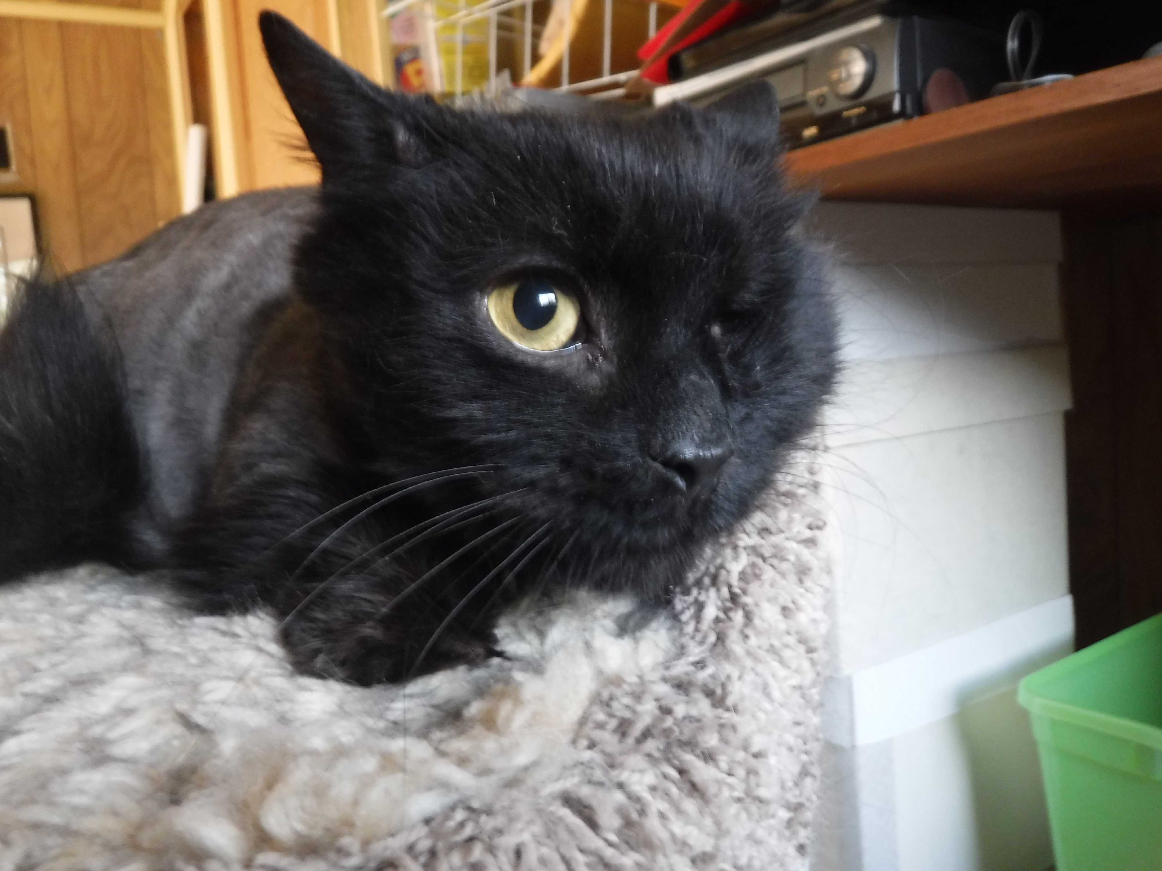 River Edge Nj Munchkin Meet Bosco A Pet For Adoption