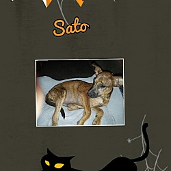 Photo of Sato