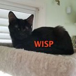 Photo of Wisp-adopted 1-09-19
