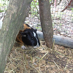 Thumbnail photo of Guinea Pigs. :o) #3