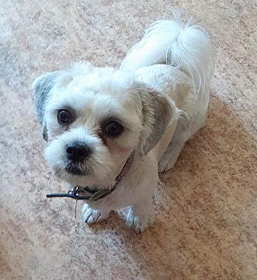 San Diego County Ca Shih Tzu Meet Quincy A Pet For Adoption
