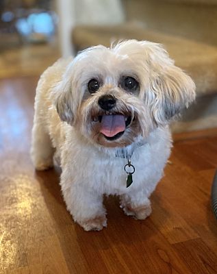 Paducah Ky Shih Tzu Meet Ranger A Pet For Adoption