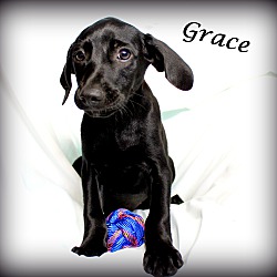 Thumbnail photo of Grace~adopted! #3