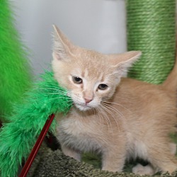 Thumbnail photo of Scotchy (Sticky Kittens) #3