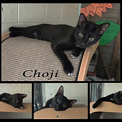 Thumbnail photo of Choji #2