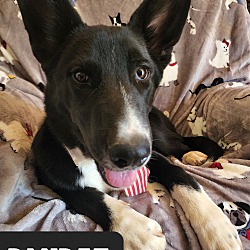Photo of Bandit