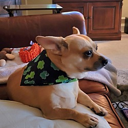 Photo of Honi