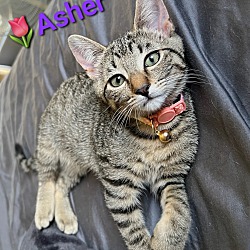 Thumbnail photo of Asher #1