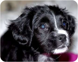 English Boodle (English Bulldog-Poodle Mix) Info and Pictures English Boodle (English Bulldog-Poodle Mix) Info and Pictures