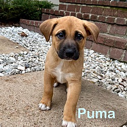 Thumbnail photo of PUMA #2