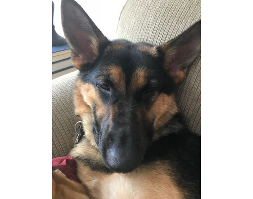 Johns Creek, GA - German Shepherd Dog. Meet Cool & Cuddly Lee the ...