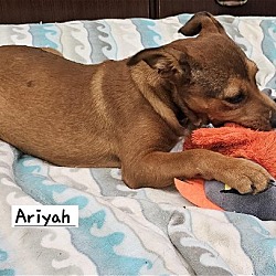 Thumbnail photo of Ariyah #3