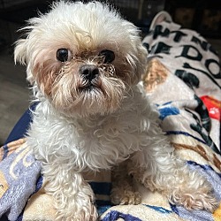 Thumbnail photo of JOSHUA  8 LBS 1 YR SHIH TZU #1