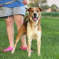 adopt a pet