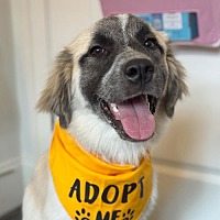 adopt a pet
