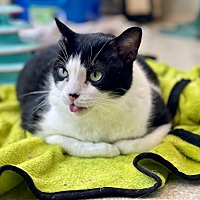 adopt a pet