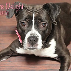 Thumbnail photo of Dierdre Delight #2